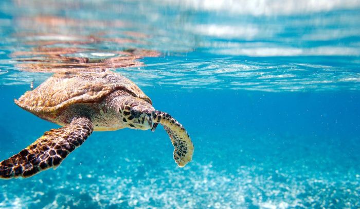 Best Diving Safaris in Africa